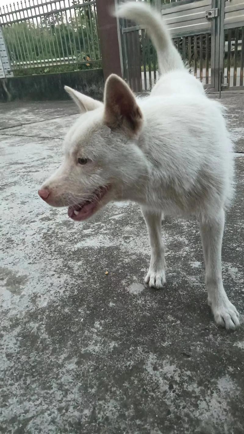 2025新奥资料正版大全和中国下司犬外网爆火与中国下司犬介绍