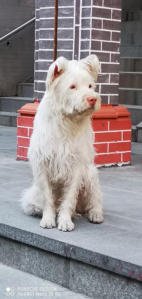 今晚开特马+开奖结果91和中国下司犬外网爆火与中国下司犬介绍
