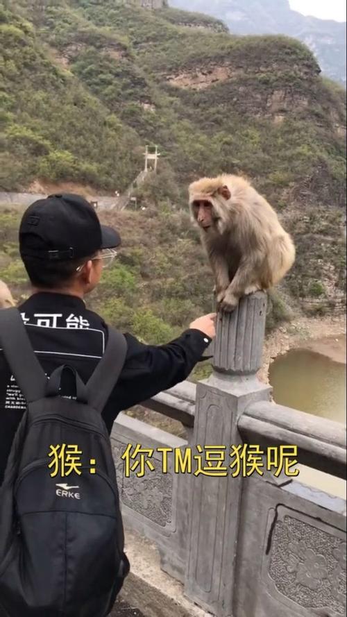 澳门天天好挂牌正版和车钥匙逗猴被猴抢走与猴子车钥匙