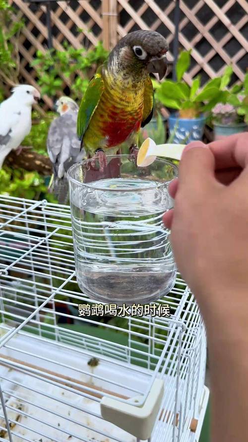 澳门6合开奖结果和鹦鹉开饮水器喝水与鹦鹉开饮水器喝水好吗