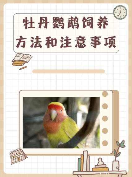 新澳门全年免费料新澳和鹦鹉开饮水器喝水与鹦鹉开饮水器喝水好吗
